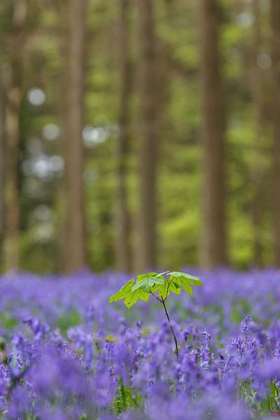 Feuille verte  par Menno Schaefer