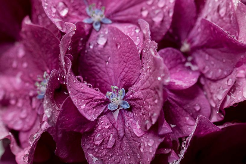 Lila  bloemen met dauwdruppels in het ochtendlicht. by martin von rotz