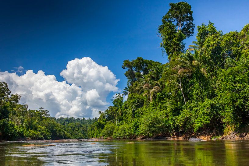 View of the Suriname River, Suriname by Marcel Bakker