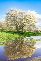 Arbres en fleurs avec reflet de l'eau