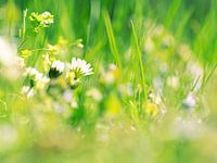 Gänseblümchen im Rasen