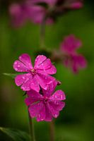 Kuckucksblume nach einem Regenschauer