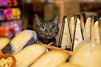 Hauskatze Käseladen