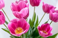 pinkTulips in vase