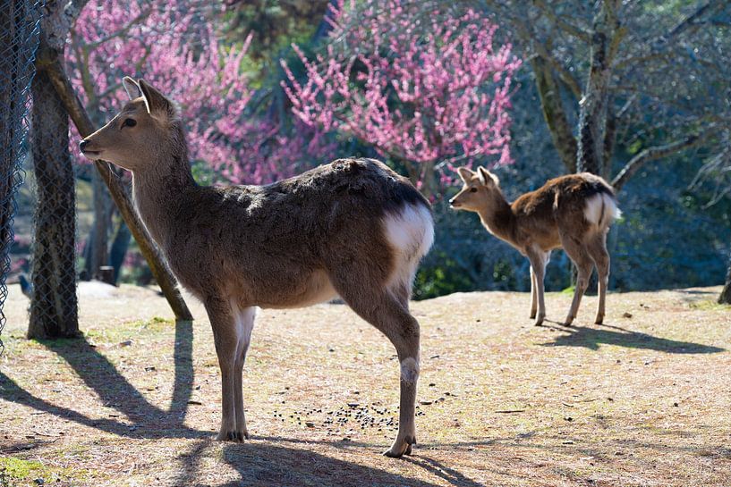 Frühlingsmomente in Nara Japan - Hirsche und Blüten von Matthias Hauser