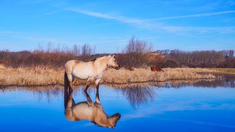 Konik-Pferd im Frühling von Wim van Beelen