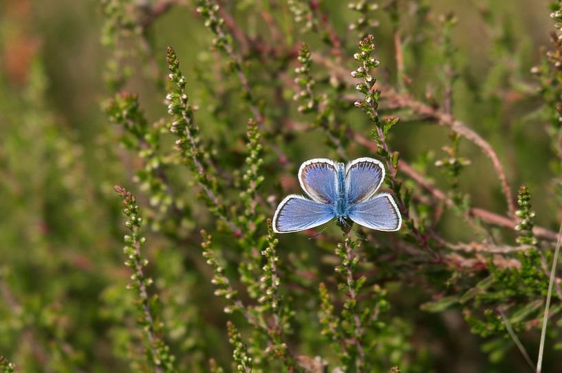 Est-ce une fleur ou un papillon ? (Bleu) par Merijn Loch
