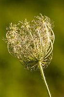 Bouton de la berce du Caucase