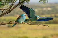 Warblers on perch in flight