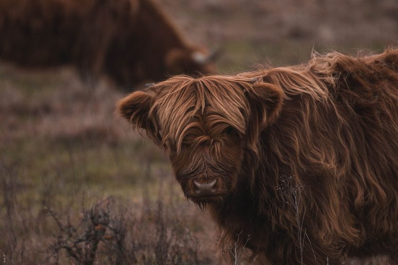 Scottish Highlander Kalb von BY MEAGAN