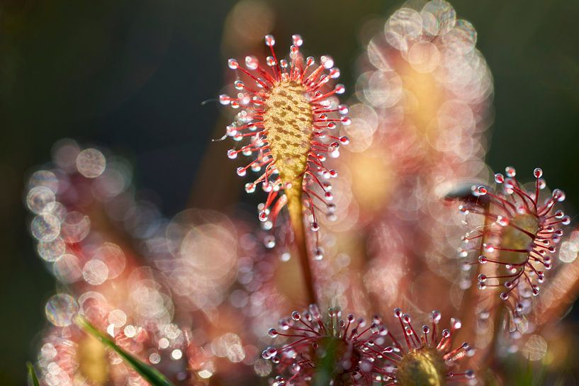 Sonnentau (Drosera) von Cor de Hamer