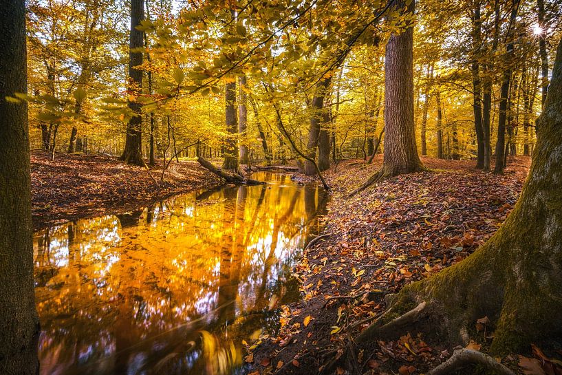 Le ruisseau Leuvenum en automne par Fotografiecor .nl
