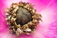 Hart van een Anemone