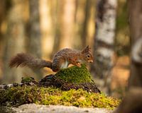 nice picture of a squirrel