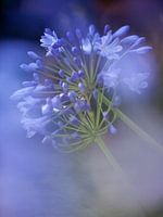 Agapanthus
