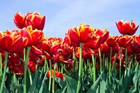 Double tulips in full bloom