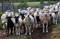 Kudde geiten kijken ons aan