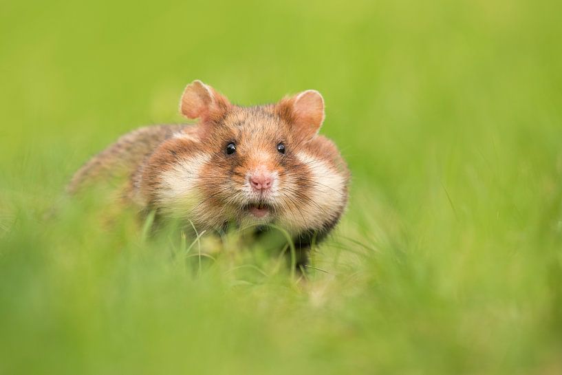 Round cheeks by Elles Rijsdijk