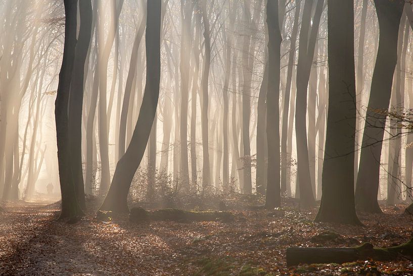 Brouillard dans le Speulderbos par Barbara Brolsma