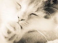 sweet little purrfect cat. süße kleine purrfect Katzen.,sweet little Purrfect Cat.douce petite Cat 