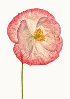 Rariteitenkabinet_Klaproos_06