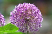 Nahaufnahme Blume Zierlauch Close-Up