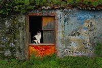 cat in doorway