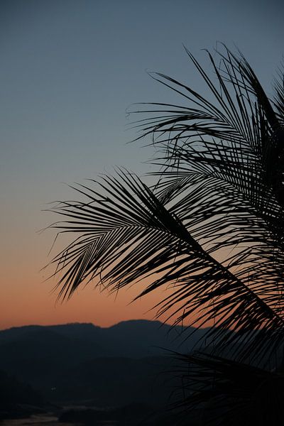 Palm leaves at sunset by Bibian Been