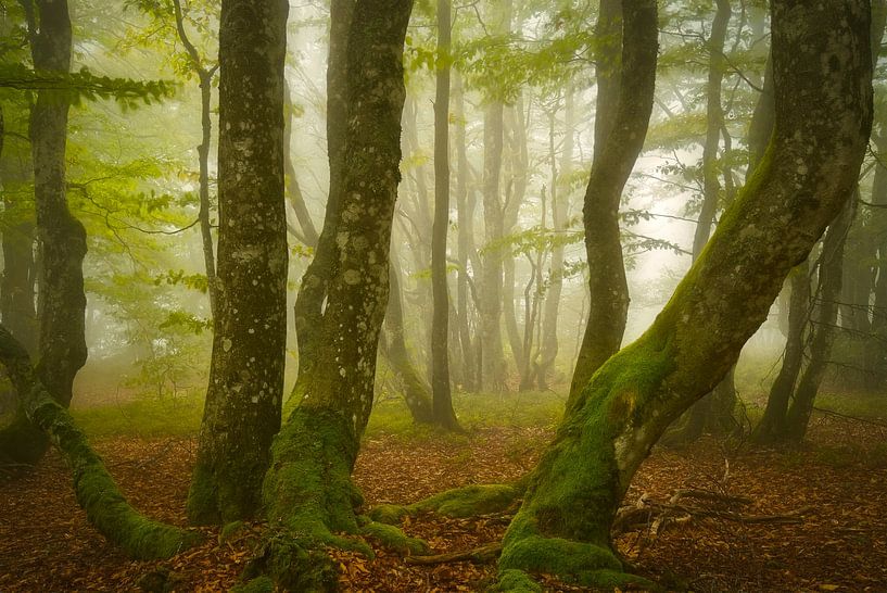 Phantasmagoria by Ellen Borggreve