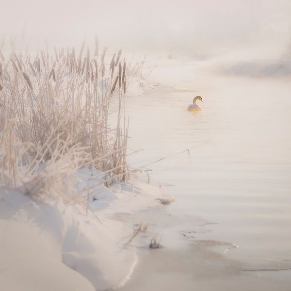 Nebliger Morgen von Freddy Hoevers