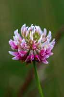 Red Clover (Trifolium pratense)