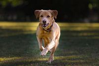 Dog sprinting over grass