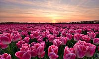 Tulpen bei Sonnenuntergang