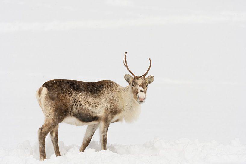 Rennes paissant dans la neige pendant l'hiver dans le nord de la Norvège par Sjoerd van der Wal Photographie