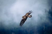 Aigle royal dans les Alpes