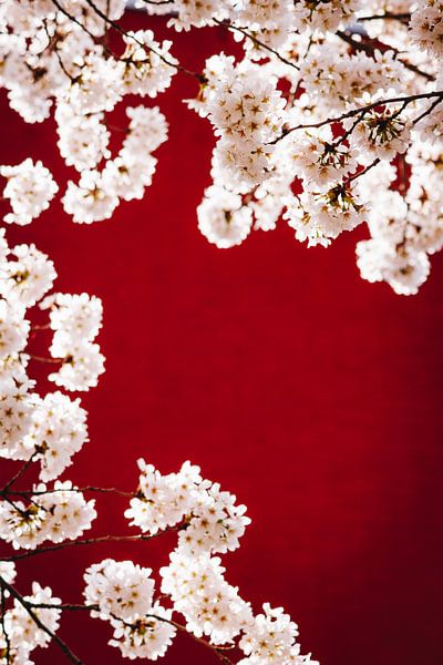 Blütenbäume im Regenbogenviertel von Almere, japanische Sakura in den Niederlanden von Evelien Lodewijks