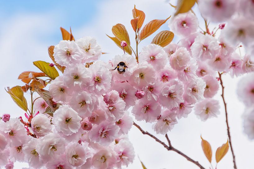 Rosa Blüte mit Hummel von Arja Schrijver Fotografie