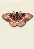 Papillon de nuit avec ombre illustration d'insecteThe