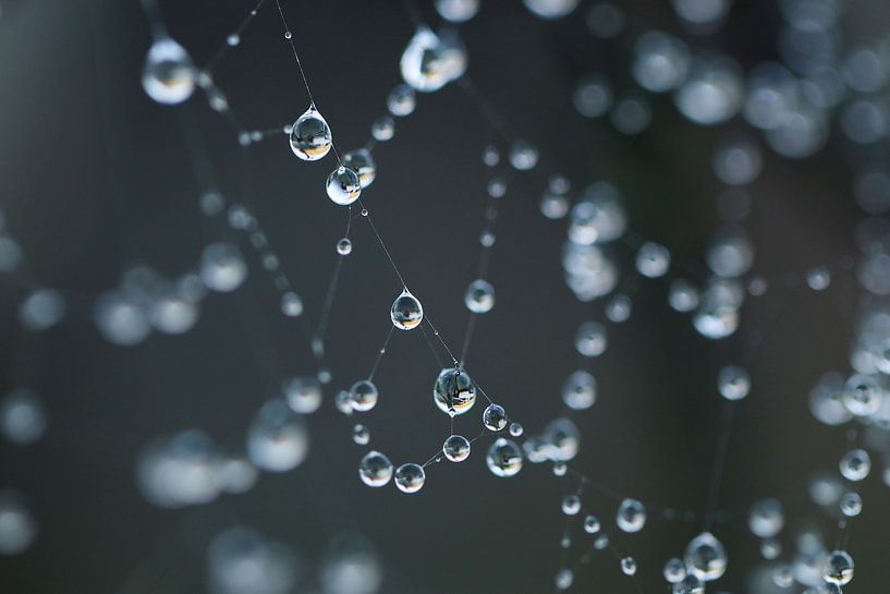 Dauwdruppels van Shane van Dyk