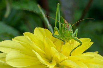 Green sable grasshopper