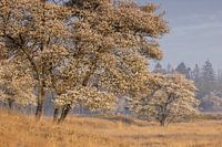 Groseilliers à fleurs