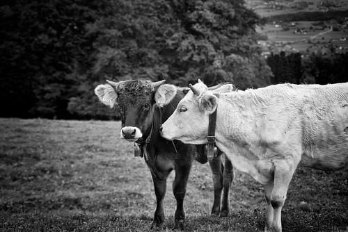 Love Kühe von Don Fonzarelli