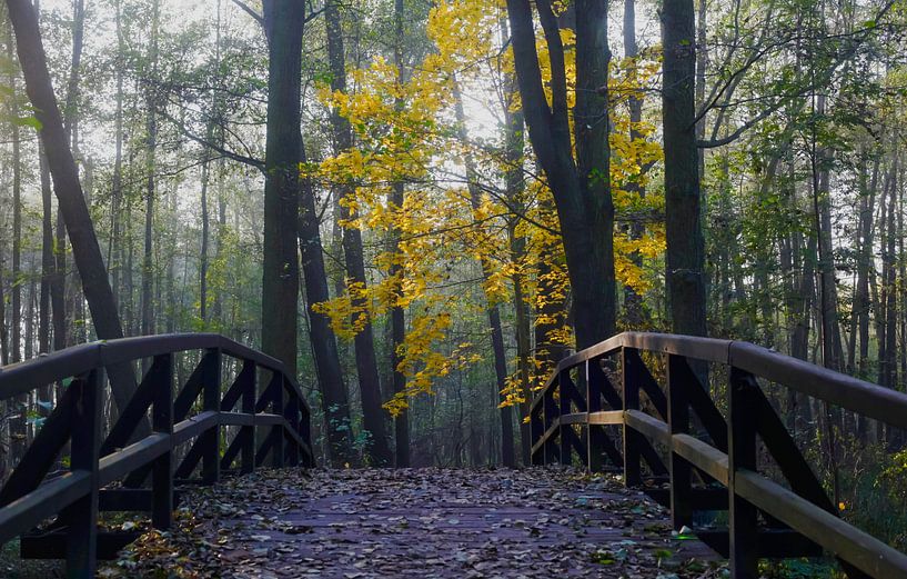 Spreewald by Thomas Jäger