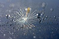 Brillez comme une étoile