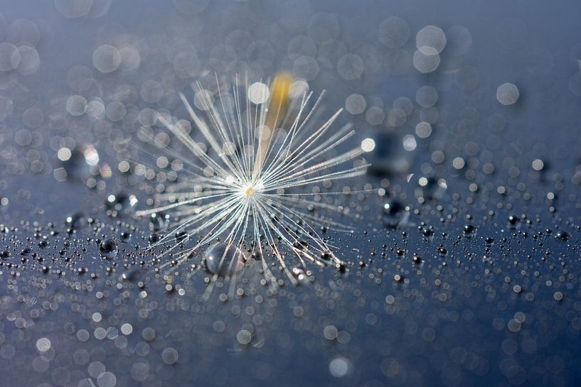 Shine like a star by Amanda van den Berg / Fotografie Amanda