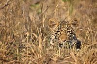Leopard versteckt im trockenen Busch der afrikanischen Savanne 1