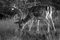 Fallow deer grazing (black and white)