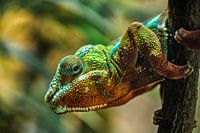 Pantherchamäleon ''Furcifer Pardalis