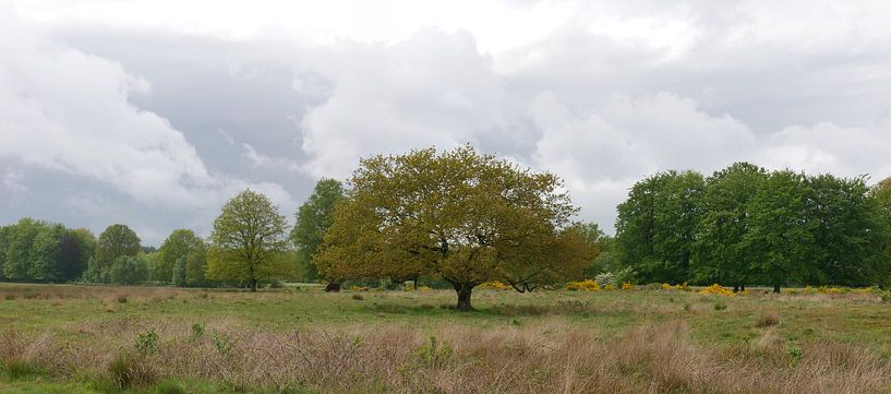 Verschiedene Frühlingsgrüns von Eichen auf Landgoed Vossenberg. von Wim vd Neut