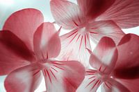 Veilchen Makro-Infrarot